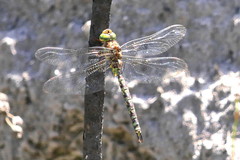 Pinheyschna subpupillata