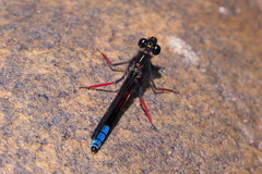 Platycypha fitzsimonsi