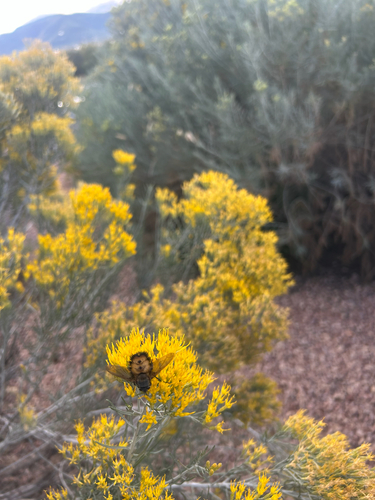 Unknown species found near Creek Crossing St, Colorado Springs, CO, US