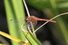 Trithemis pluvialis