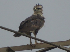 Buteogallus coronatus