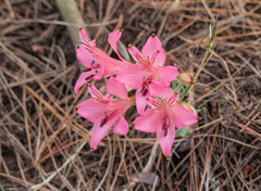 Alstroemeria ligtu ligtu
