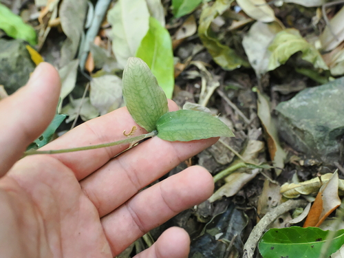 common jewel orchid (Zeuxine oblonga)