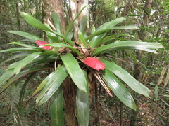 Vriesea gradata