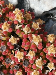 Drosanthemum stokoei