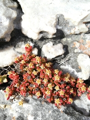 Drosanthemum stokoei