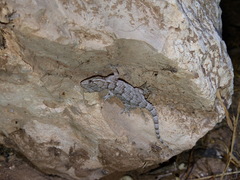 Tarentola mauritanica juliae