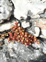 Drosanthemum stokoei