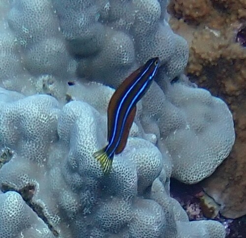Plagiotremus ewaensis observed 2025-10-09