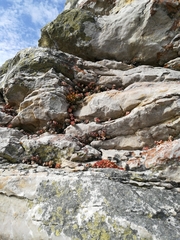 Drosanthemum stokoei