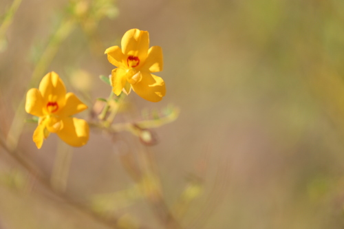 Cassia Butterfly Bush