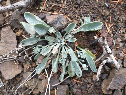 Washington Twinpod (Physaria alpestris)