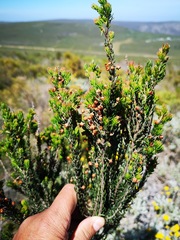 Erica irregularis