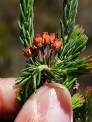 Erica irregularis
