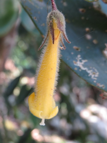 Nematanthus fluminensis