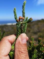 Erica irregularis