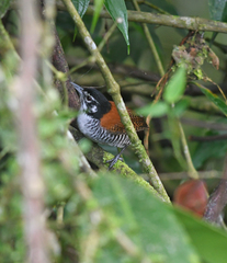 Cantorchilus nigricapillus