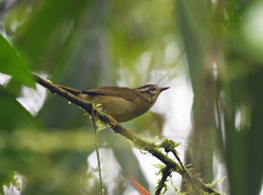 Basileuterus tristriatus