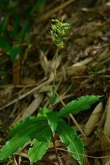 Habenaria stenopetala