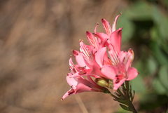 Alstroemeria ligtu ligtu