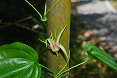 Stemona tuberosa