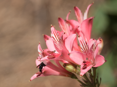 Alstroemeria ligtu ligtu