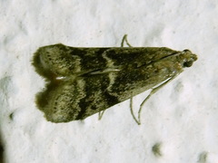 Euzophera bigella