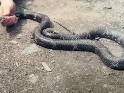 Photo of a Amur Ratsnake (Elaphe schrenckii)