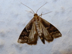 Euzophera bigella
