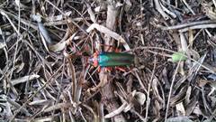 Stenaspis verticalis insignis