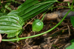 Stemona tuberosa