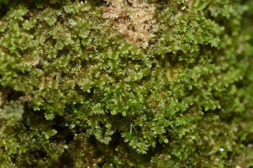 Diplophyllum obtusatum