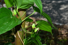 Stemona tuberosa