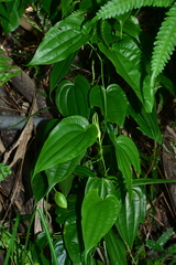 Stemona tuberosa