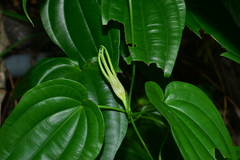 Stemona tuberosa