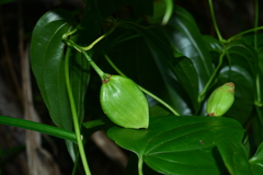 Stemona tuberosa