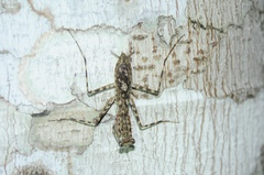 Liturgusidae