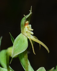 Habenaria stenopetala
