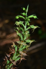Habenaria stenopetala
