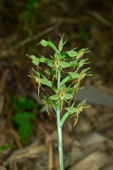 Habenaria stenopetala