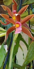 Phaius