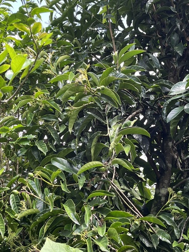 Oecopetalum mexicanum (Oecopetalum mexicanum)