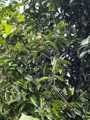 Oecopetalum mexicanum