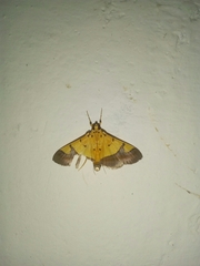 Endocrossis