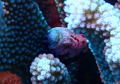 Antennatus tuberosus observed 2025-10-06