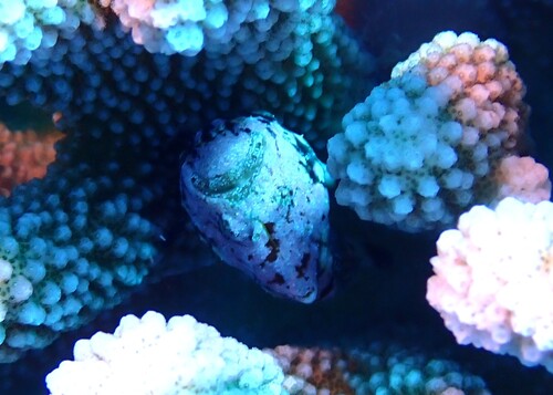Antennatus tuberosus observed 2025-10-06