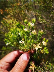 Diosma subulata