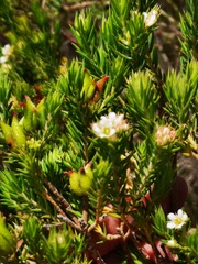 Diosma subulata