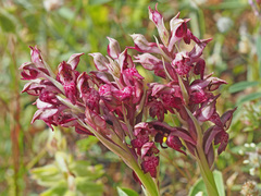 Anacamptis coriophora fragrans
