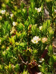 Diosma subulata